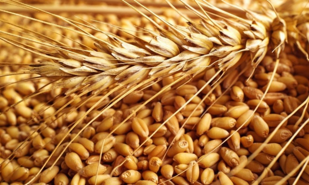 В Республике Башкортостан закупили 6,75 тыс. тонн зерна в рамках государственных закупочных интервенций